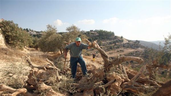 A Palestinian farmer looks at his olive trees, uprooted by Israeli bulldozers, in his farm close to the village of Walajah in the occupied West Bank, September 5, 2011. (AFP/File)