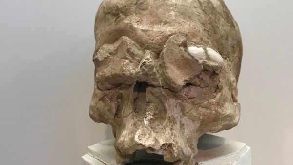 Neolithic plastered skull  (Twitter)