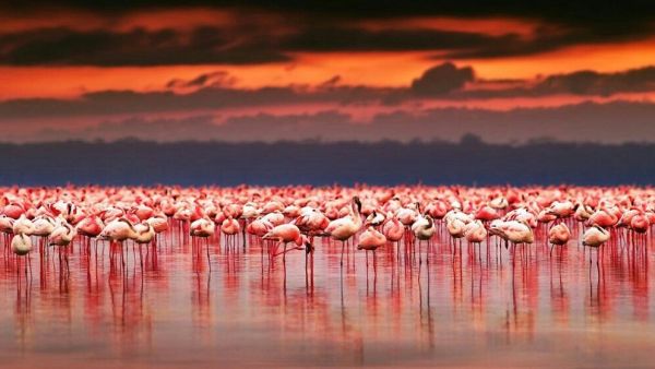 Flamingos becoming a rare sight as Turkey’s Lake Tuz (Twitter)