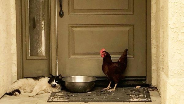 Pair of 'Friend' (Twitter)