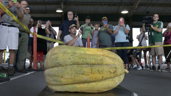 World-record cantaloupe (Twitter)