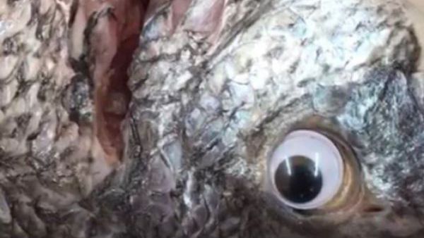Kuwaiti store 'is closed down after staff stuck 'googly eyes' on fish. (Twitter)