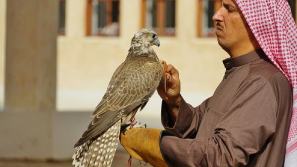 Several airlines serving the Gulf States permit passengers to bring falcons aboard with them, including Etihad Airways, Emirates and Royal Jordanian Airlines. (Shutterstock)