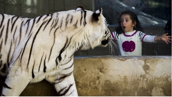 The activities will feature several zoo adventures, including animal encounters and interactions, educational programs, drumming, drawing, painting, martial arts, badminton, table tennis, dancing, video games, programming, electronics, and robotics. 