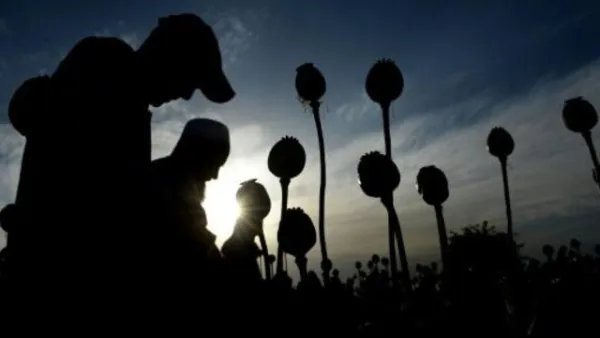 مزارعون يحصدون الخشخاش في أفغانستان

