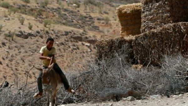 اسرائيل تنشر إعلانات لبيع حمير صادرتها من فلسطينيين
