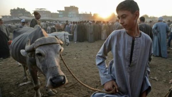 المصريون أحجموا عن شراء أضاحي العيد بسبب غلاء الأسعار

