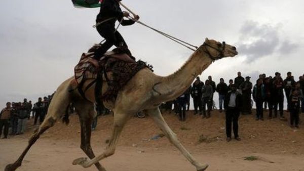 عودة الإبل والباعة إلى حدود غزة 