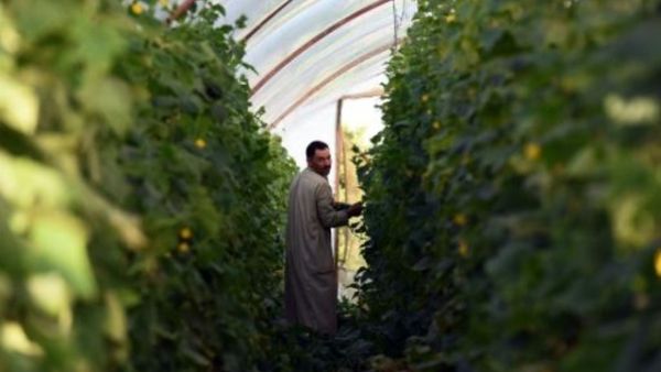 مصري داخل مزرعته في المنوفية
