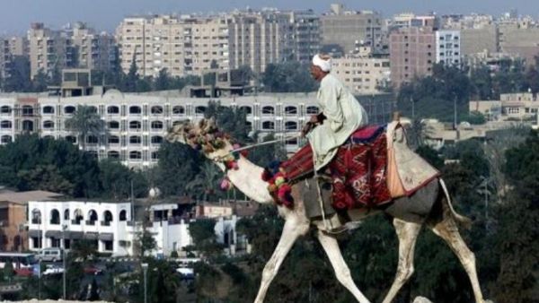 مصري على جمل في الجيزة قرب القاهرة
