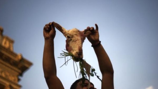 معارض يحمل رأس خروف في تظاهرة معارضة للرئيس.والخرفان كلمة يطلقها المعارضون على جماعة الاخوان المسلمين التي ينتمي لها مرسي/أ.ف.ب