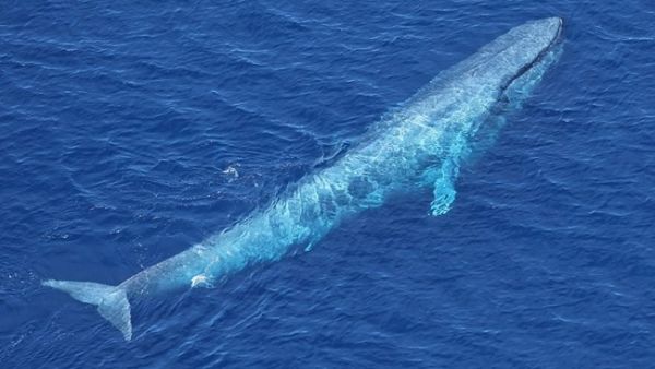 blue whale was noticed in the Read Sea near Egypt Shores. (AFP/ File Photo)