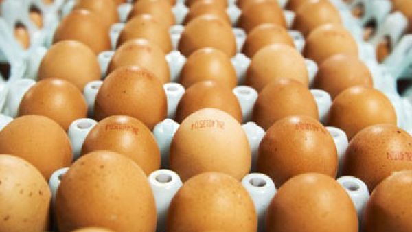 The 14-year-old Akmal's family from Gowa, Indonesia, claimed that he has laid 20 eggs in the last two years. (AFP/File)
