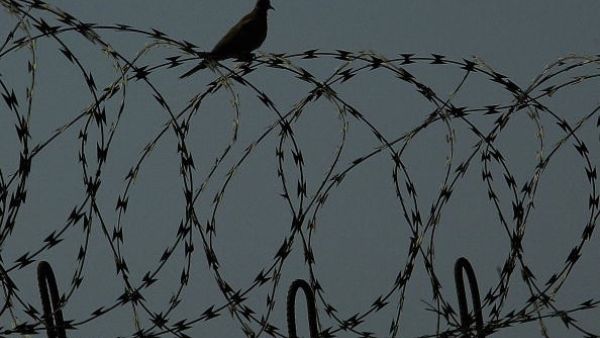 One bird on prison wires