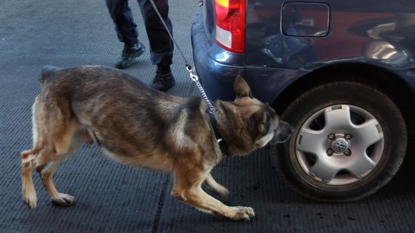 Sniffing the wheel