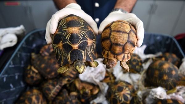 Customs officers at Kuala Lumpur International Airport in Malaysia seized 330 endangered tortoises in suitcases that had been packed in cardboard boxes and falsely labeled as "stones". (AFP)