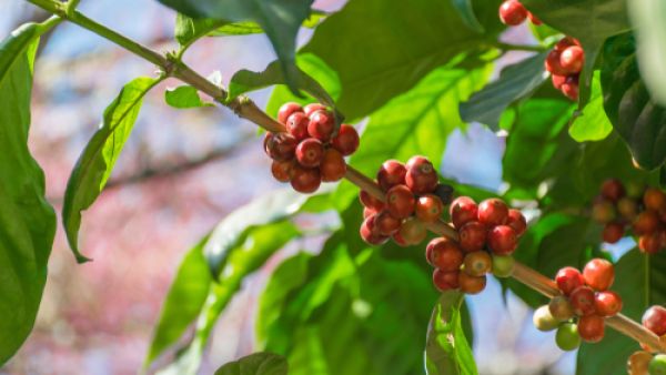 يخفّف السدر من تجعيدات الشعر وأطرافه