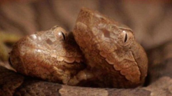 This rare two-headed copperhead snake was donated to a wildlife center (Twitter)