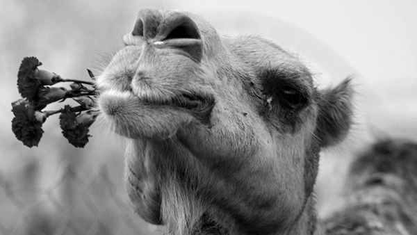ما تفسير رؤية الجمل في المنام؟
