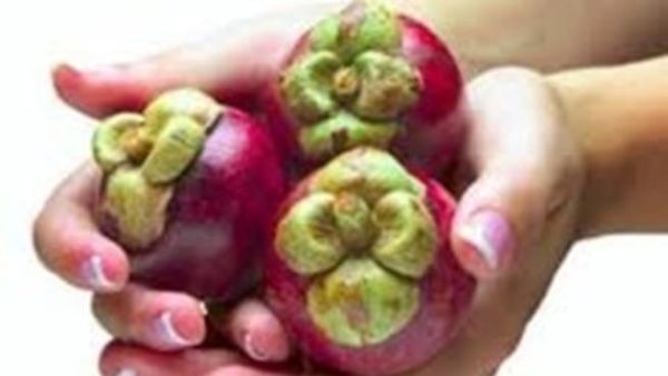 فاكهة المانجوستين تمنع تلف خلايا القلب فاكهة المانجوستين تمنع تلف خلايا القلب