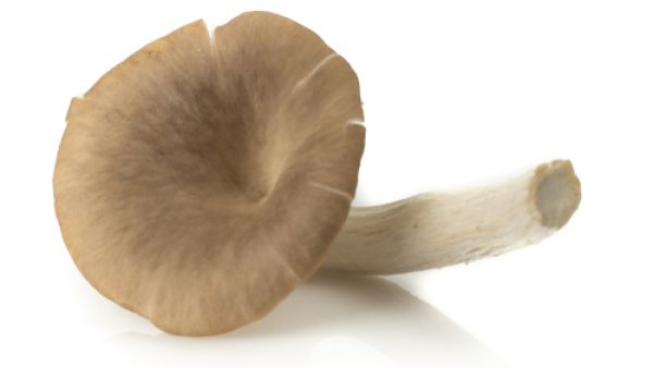 يعالج الفطر الهندي مشاكل البثور وحب الشباب والبقع الداكنة
 يعالج الفطر الهندي مشاكل البثور وحب الشباب والبقع الداكنة