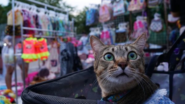 (Shutterstock/File Photo)