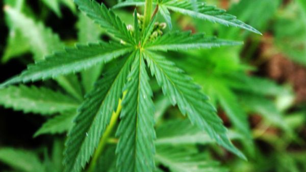 Cannabis (AFP)