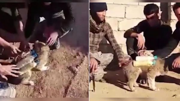Popular Mobilization Unit fighters removing explosives from a booby-trapped kitten. (Twitter)