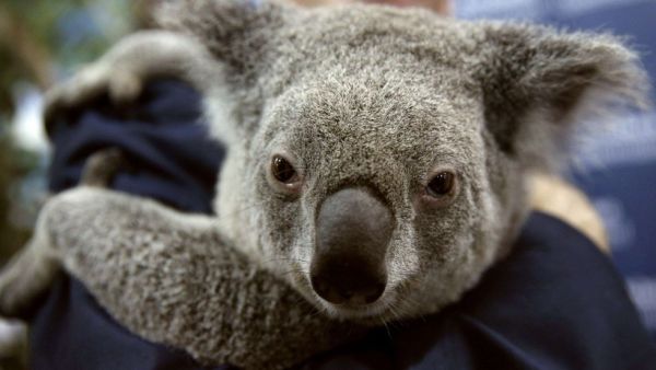 Koala Bear. (AFP)