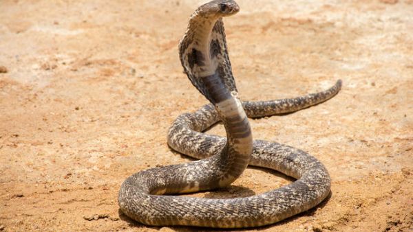 (Shutterstock/File Photo)