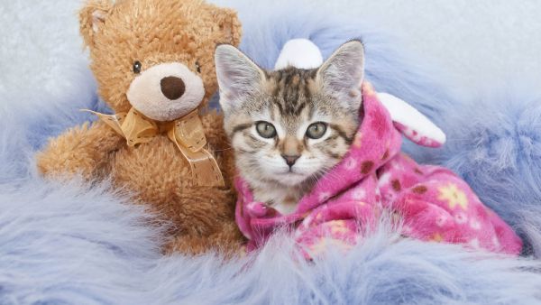 (Shutterstock/ File Photo)