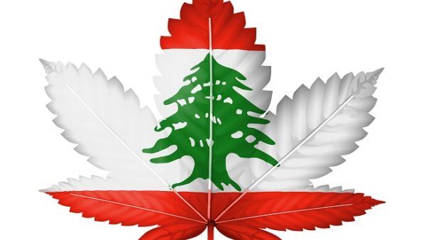 Hashish has long been cultivated illegally in Lebanon, particularly in the Bekaa Valley, historically a stronghold for Hizballah and other outlaw groups. (Shutterstock)