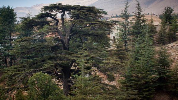 More than 600,000 trees have been planted over the last six years, with a 70-90 percent survival rate. (Shutterstock)
