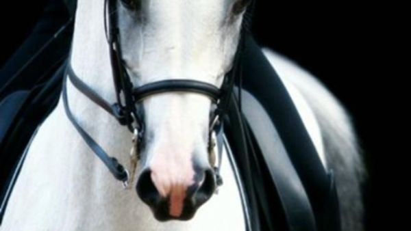 غلاف كتاب مذكرات فارسة عربية