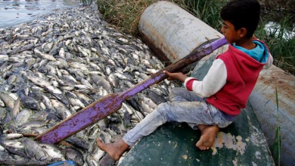 An Iraqi boy clears dead fish floating on the Euphrates River near the town of Saddat al-Hindiyah, on November 2, 2018 (AFP Photo/Haidar HAMDANI)