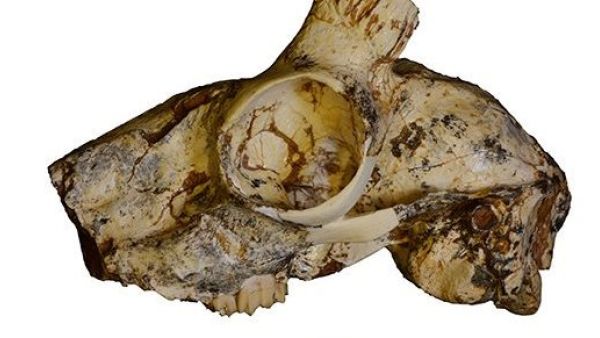 Bovidae fossils (Twitter)
