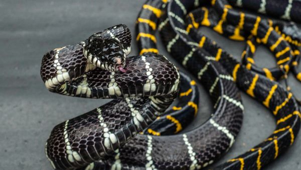 (Shutterstock/File Photo)