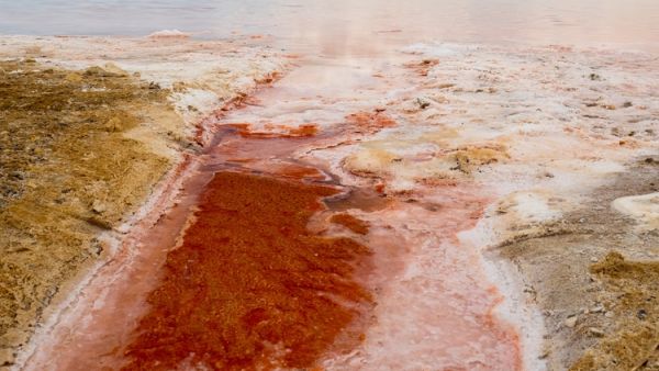 Pink lakes on oman  (Shutterstock/File Photo)