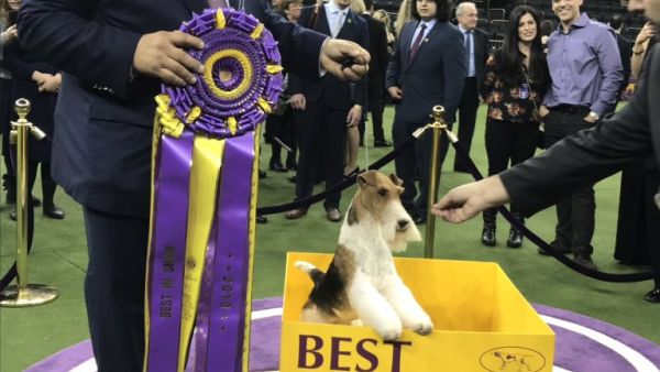 (Twitter/ @WKCDOGS)