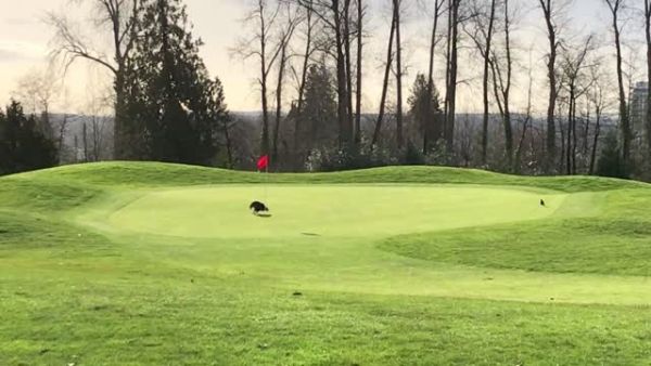 Eagle helps golfer with 'hole-in-one'. (Video Screenshot)