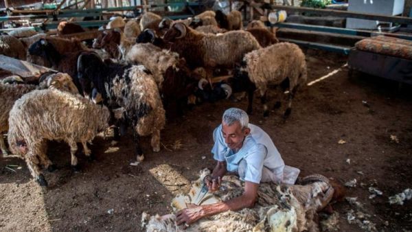 An Egyptian vendor shaves a sheep before selling it to a client in Cairo on August 16, 2018. (AFP)