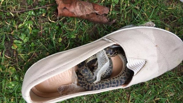 Paul Airlie was surprised when he found a snake inside a shoe. (Courtesy Paul Airlie)