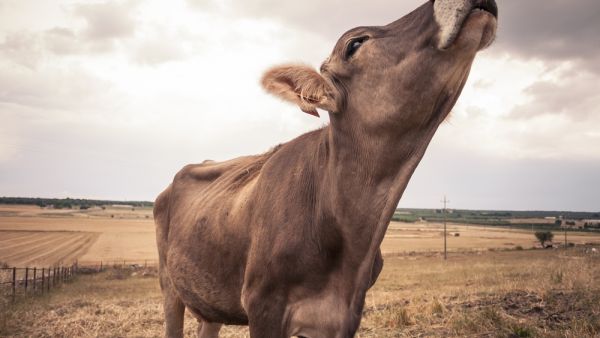 (Shutterstock/ File Photo)