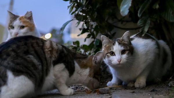 Stray have also become victims of the Syrian civil war (Shutterstock)