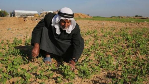 A Palestinian farmer works in his fields in the Gaza Strip village of Khuzaa. (AFP/File)