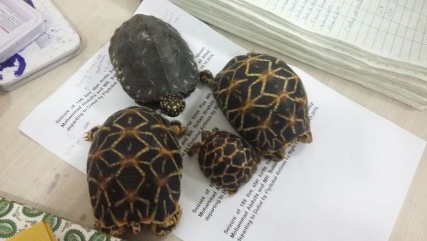 199 turtles were stuffed into four check-in bags. (File photo)