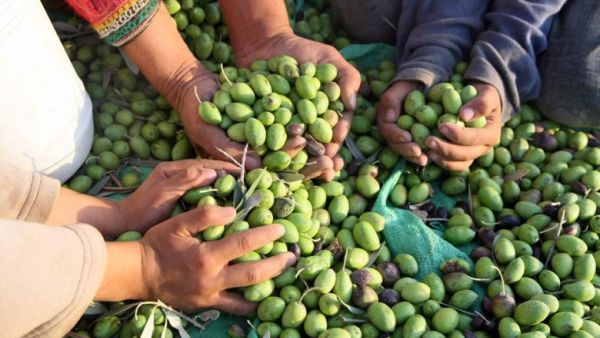 Picking Olives in al-Walaja: A Harvest of Resistance. (AFP/File)