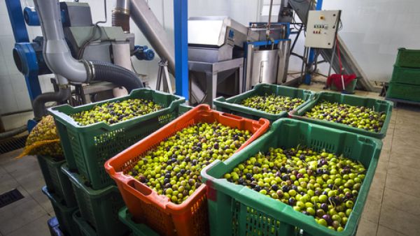 اختيار نوع جيّد من الزيتون ويفضّل ذو الحبّة الكبيرة الخالية من الثقوب اختيار نوع جيّد من الزيتون ويفضّل ذو الحبّة الكبيرة الخالية من الثقوب