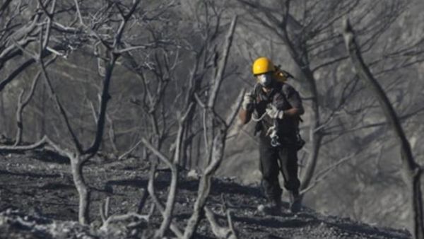 رجل اطفاء اسرائيلي يقف وسط اشجار اتت عليها النيران