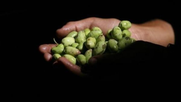 فتى فلسطيني يحمل حبوب زيتون قطفها للتو في غزة
